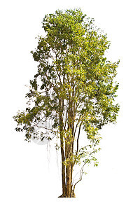 白色背景上的树分隔线植物学植物环境树干绿色绿色植物花园生态叶子多叶图片