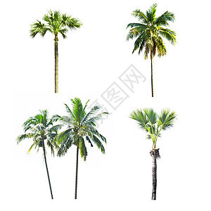 白色背景的棕榈树植物情调绿色热带异国植物学生长树干植物群气候图片