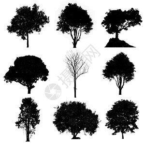 一套树影图集叶子绘画白色剪影季节收藏木头黑色插图植物图片
