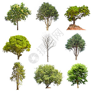 白色背景的一组树收藏生长植物学环境森林绿色植物季节性图片