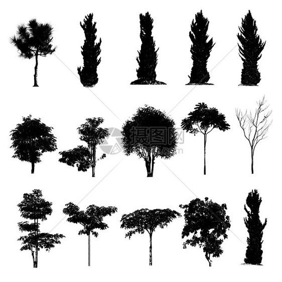 一套树影图集收藏季节黑色艺术绘画插图植物木头白色剪影图片