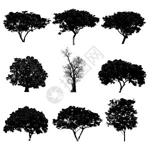 一套树影图集艺术绘画木头黑色植物叶子收藏季节插图剪影图片