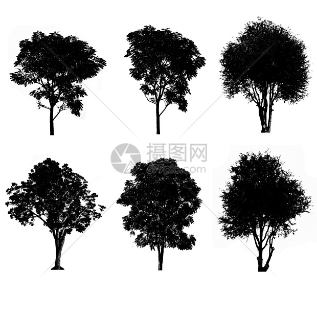 一套树影图集季节黑色艺术白色木头收藏森林植物叶子剪影图片