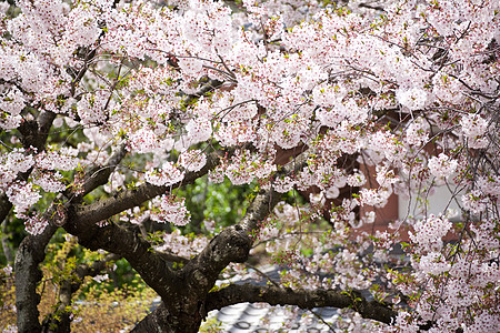 樱日樱花旅行公园寺庙季节白色蓝色天空粉色图片