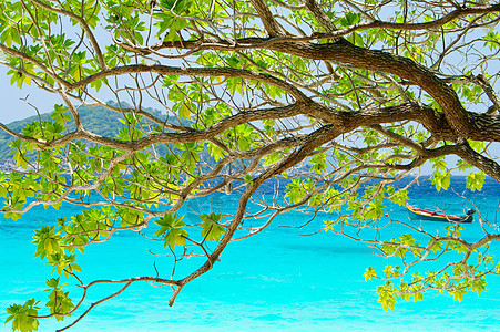 来自泰国南部背景中美丽的蓝海上的树上图片