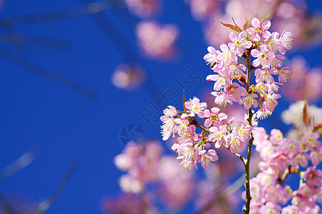 美丽的粉红樱花花季节花园植物学压痛水果园艺天空投标蓝色植物群图片