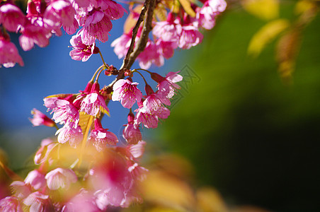 美丽的粉红樱花花植物群投标水果季节果园柔软度植物樱花花园花瓣图片