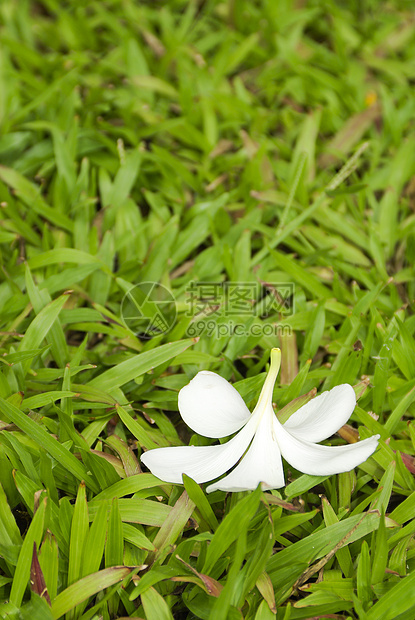 绿草上的弗朗吉帕尼花园异国香味白色公园温泉情调植物亚热带黄色图片