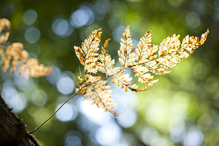 Fern 具有美容布OKh的自然背景摘要图片