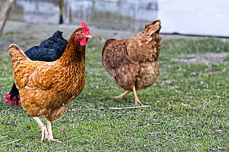 田里养母鸡牧场免费羽毛农家院食物畜牧业农村草地小鸡家禽背景图片