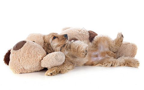小狗小鸡皮和玩具犬类动物宠物工作室睡眠白色猎犬棕色朋友们图片
