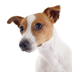杰克 鲁塞尔梯列动物宠物猎狗小狗棕色工作室白色犬类乐趣幽默图片