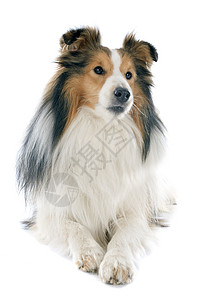 谢特兰狗工作室宠物棕色白色动物牧羊犬犬类图片