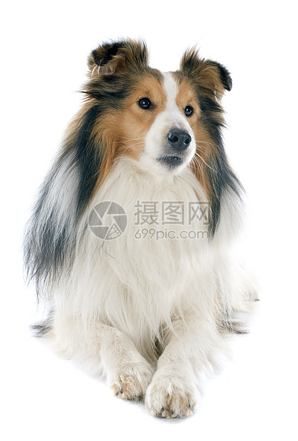 谢特兰狗工作室宠物棕色白色动物牧羊犬犬类图片