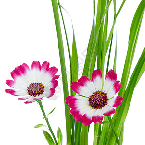 美丽的粉红花和绿草植物温泉花束礼物花园明信片雏菊紫色花瓣植物群背景图片