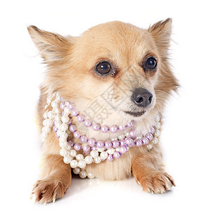 吉瓦华人白色衣领动物犬类棕色珍珠宠物工作室珠宝背景图片