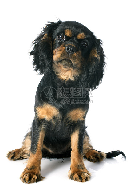 小狗骑兵王查尔斯工作室黑色棕色动物猎犬宠物图片