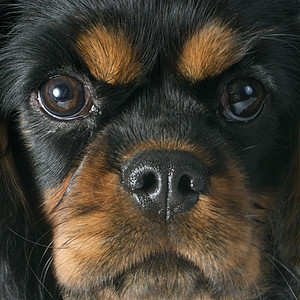 小狗骑兵王查尔斯动物棕色宠物猎犬工作室骑士黑色背景图片