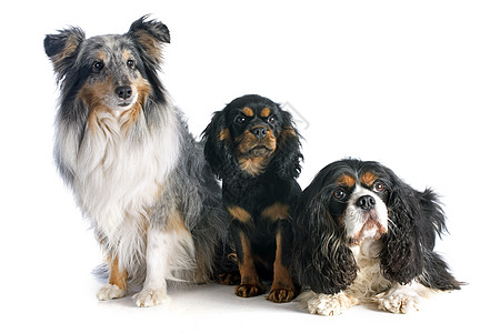 三只狗黑色猎犬棕色工作室宠物动物骑士牧羊犬成人灰色图片