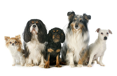 5条5狗狗成人动物牧羊犬骑士工作室灰色团体棕色黑色宠物图片