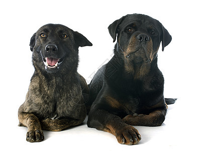 荷兰牧羊人和罗威勒牧羊犬小狗斑点警犬犬类工作室羊犬棕色动物黑色图片
