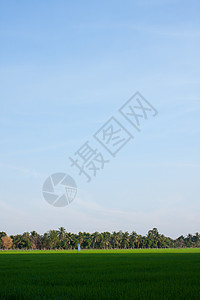 稻田里的树木热带植物农田场景叶子木头太阳街道场地生长图片