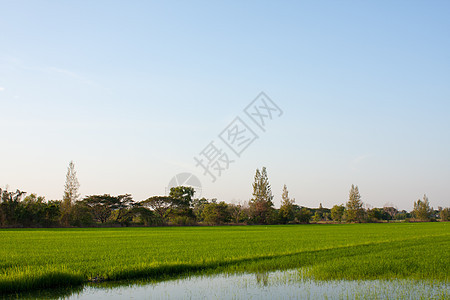 稻田里的树木环境培育天空木头生长食物棕榈街道场地叶子图片