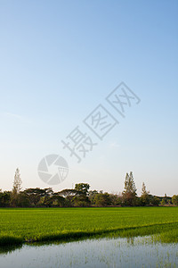 稻田里的树木环境叶子场景食物培育天空花园植物风景棕榈图片