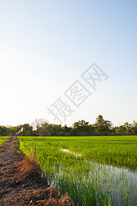 字段的路径场地白色土地绿色风景植物旅行美化地平线蓝色图片