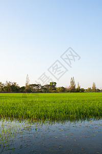 稻田里的树木季节森林培育棕榈场地风景草地农田场景植物图片