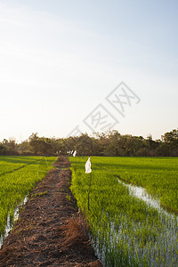 字段的路径季节风景地平线小路天空绿色乡村植物蓝色场地图片