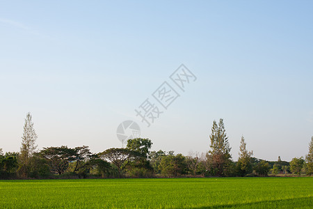 稻田里的树木生长风景农田热带街道叶子天空培育场地食物图片