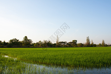 稻田里的树木天空食物植物培育农场季节花园热带农村木头图片