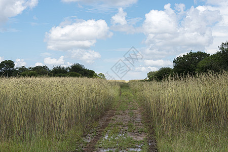 非洲天空和白云的布列乌蓝色小屋绿色树木小路地平线旅行图片