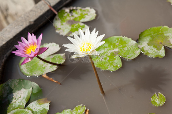 莲花公园荷花森林食物花园植物池塘季节热带百合图片