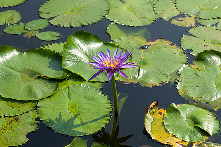 莲花和莲花池塘花瓣荷花热带叶子花园水池明信片季节植物繁荣图片