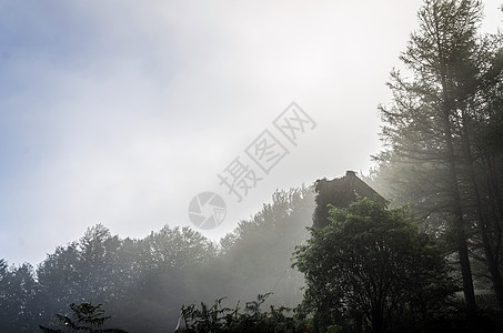 神秘森林戏剧戏剧性树木木头太阳土地绿色辉光棕色时间图片