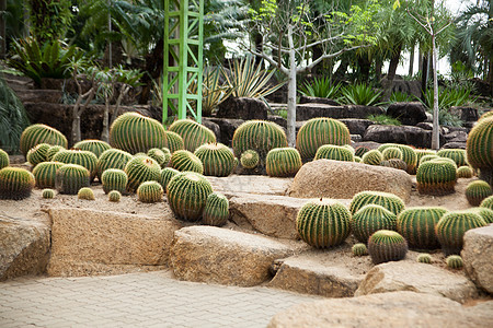 仙地生长脊柱情调树叶沙漠蓝色叶子植物群植物宏观图片