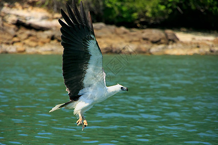 马来西亚兰卡维岛白敌海鹰捕猎活动旅行群岛森林飞行地理大理石公园海洋热带便便图片