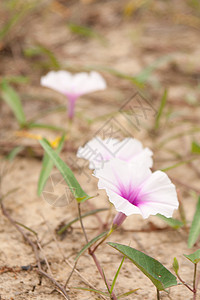 蓝花和白花叶子场景牧场花园草地季节植物阳光生长团体图片