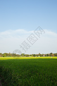 大米和稻田热带谷物农村叶子植物农场草地收成季节生长图片