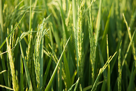 大米和稻田场地农村叶子生长农田植物群粮食草地季节收成图片