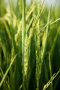 大米和稻田金子食物粮食叶子种子草地季节种植园农田植物群图片
