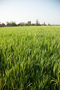 大米和稻田植物群食物生长粮食种子谷物金子植物场地叶子图片