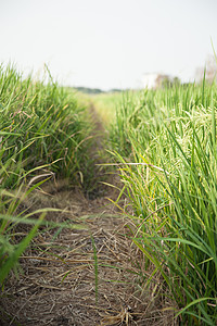 在稻田里植物培育收成季节谷物叶子粮食生长植物群农村图片