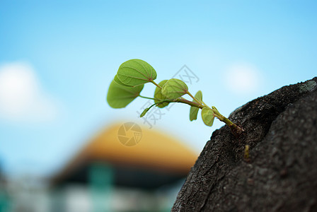 干树干上的绿芽图片