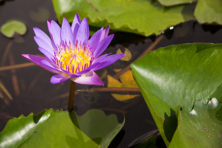 蓝莲花公园叶子荷花荒野植物群反射百合明信片植物学季节图片