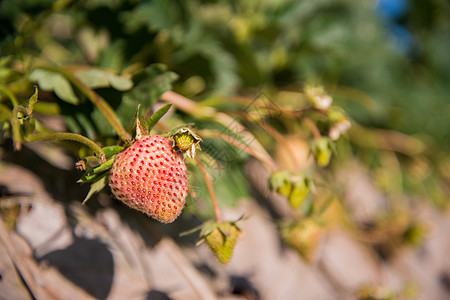 草莓花园位于山农业森林传统场地植物群山脉情绪水果植物小屋图片