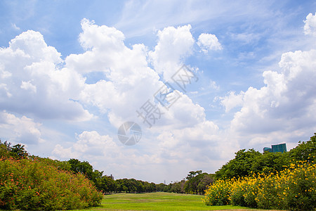 公园和明亮的天空草地土地阳光蓝色花园自由季节叶子场地树木图片