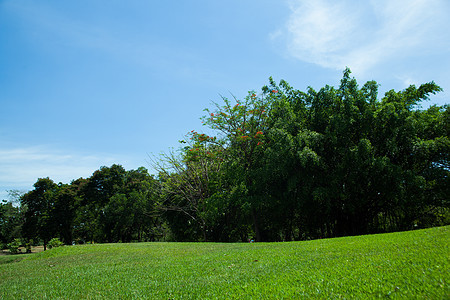 公园和明亮的天空晴天阳光森林美化蓝色叶子树木小路自由环境图片